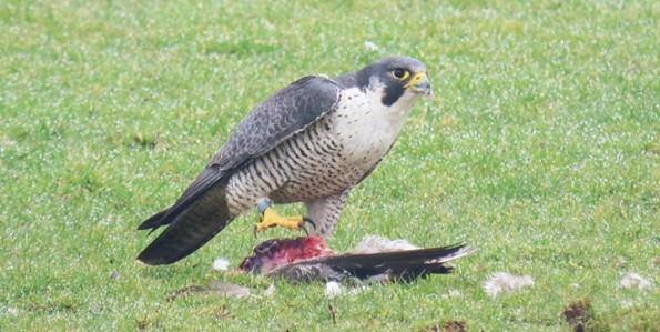 SV Vogelgriep
